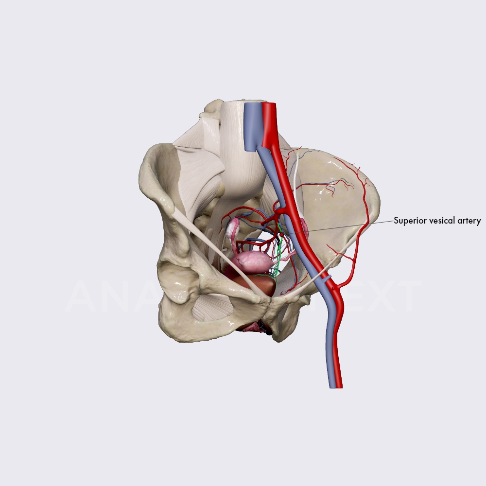 Umbilical and superior vesical arteries